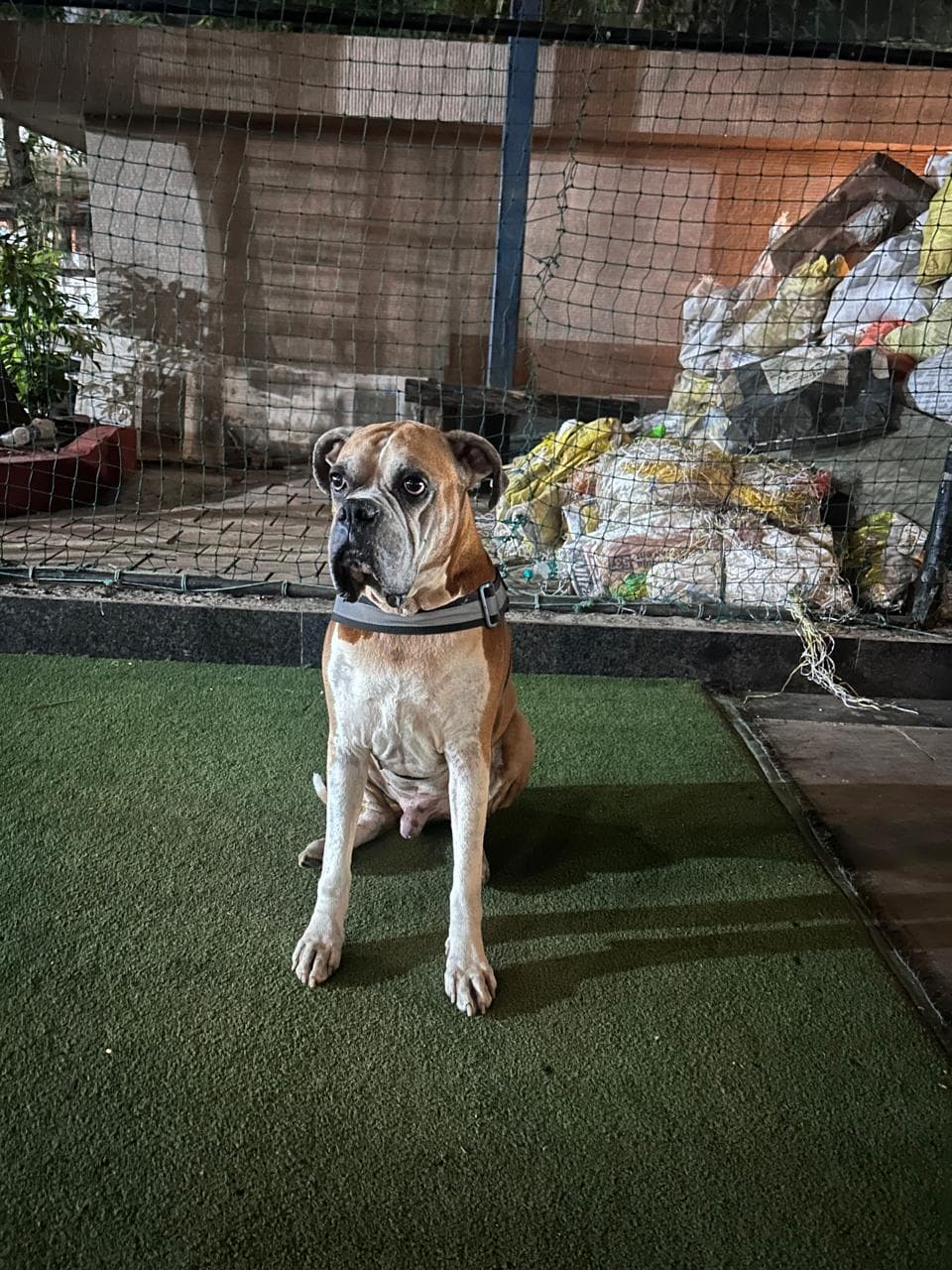 Nawab looking regal — the original photo